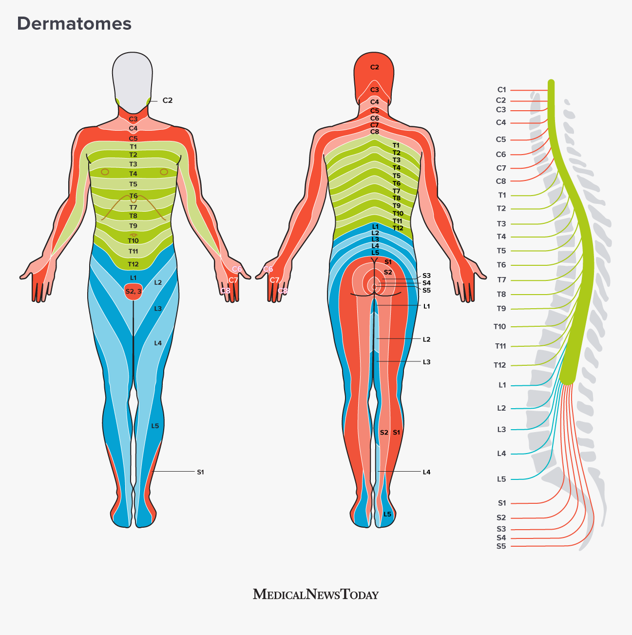 Dermatomes: Definition, chart, and diagram