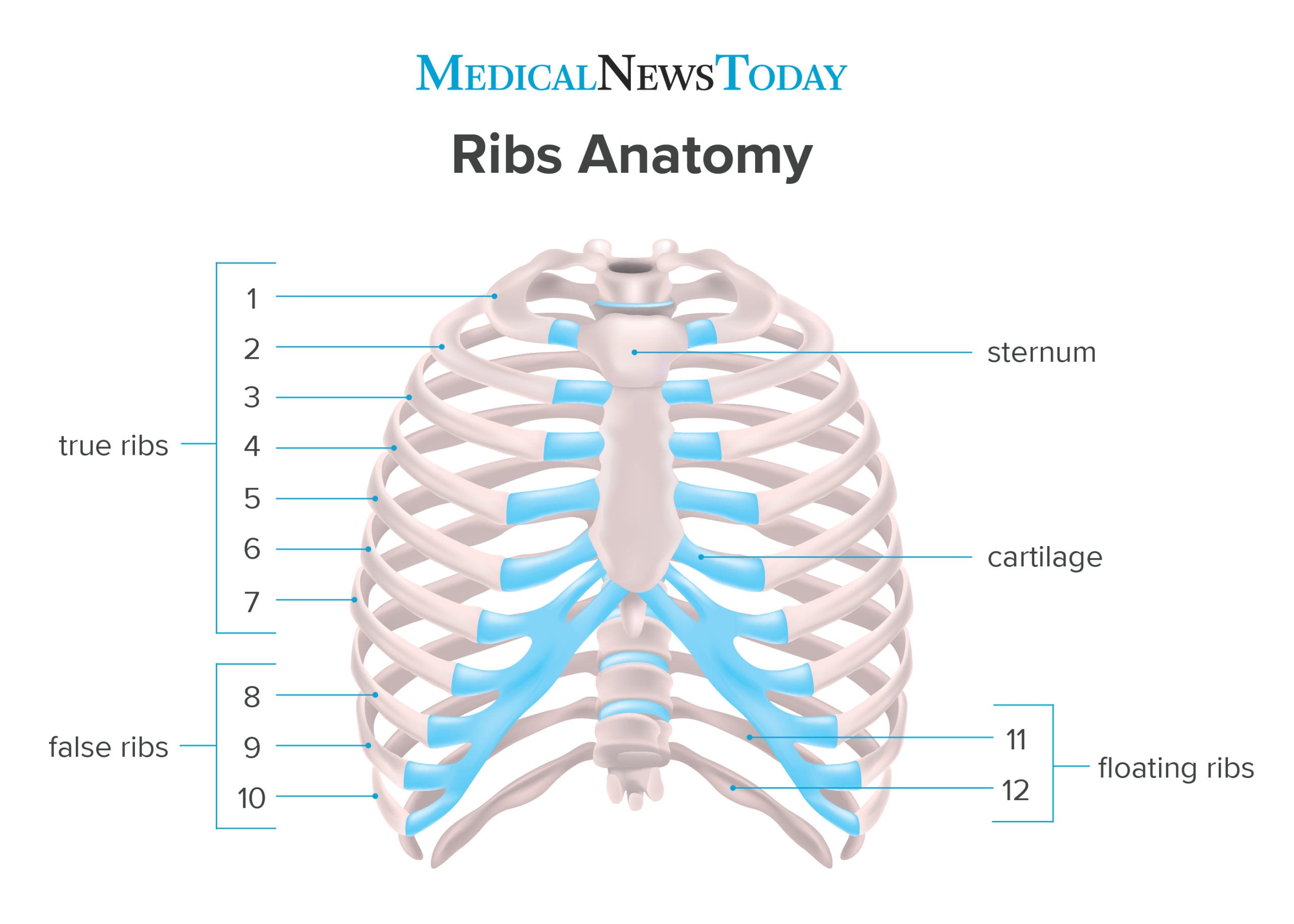 Rib Cage: Names of Bones, Anatomy, Functions, & Labeled Diagram