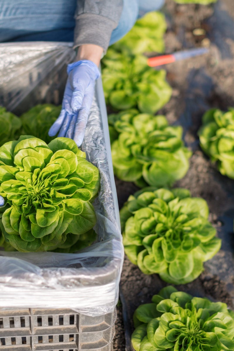 could-a-protein-grown-in-lettuce-help-heal-broken-bones-faster