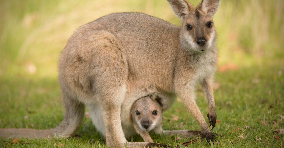 Can You Have A Wallaby As A Pet In The Uk Permanent Pregnancy The Swamp Wallaby S Unique Reproductive Strategy