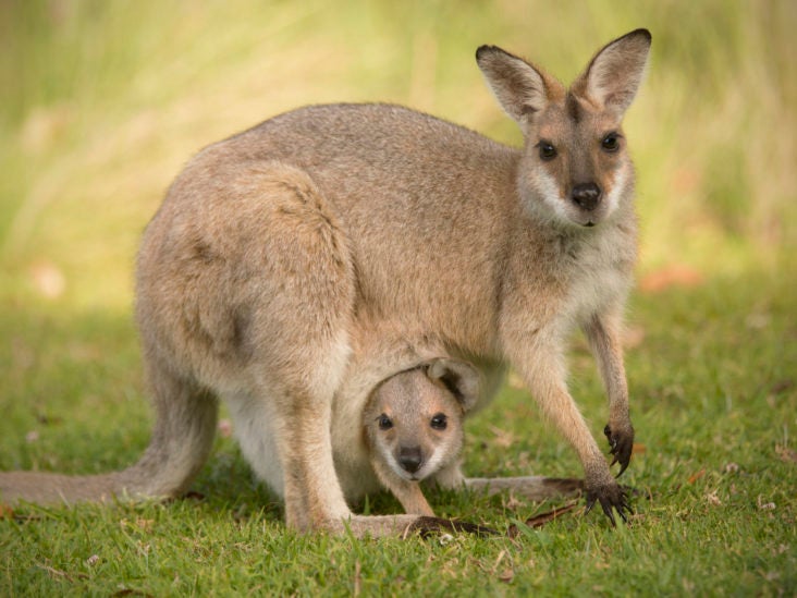 Permanent Pregnancy: The Swamp Wallaby�s Unique Reproductive Strategy Permanent Pregnancy: The Swamp Wallaby�s Unique Reproductive Strategy