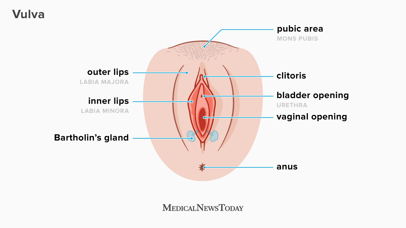 Diagram of the pussy
