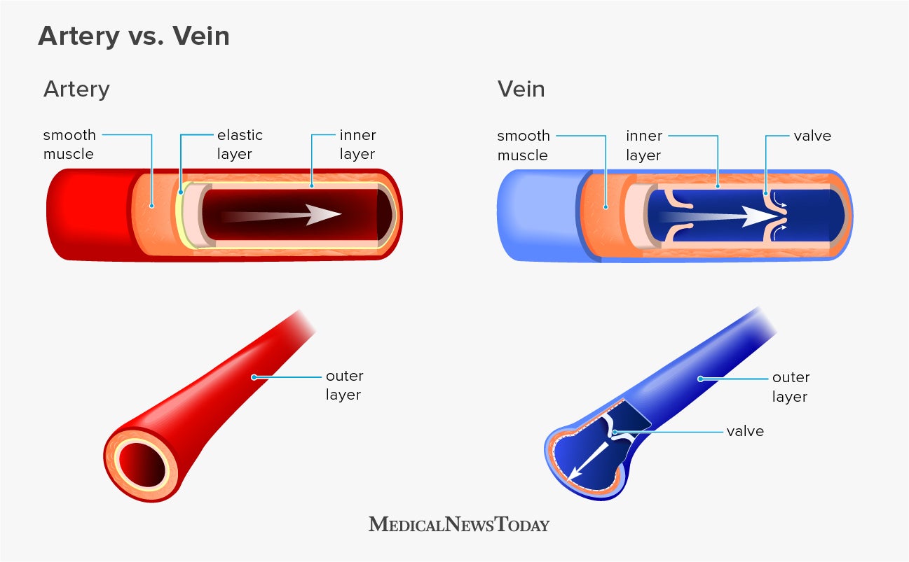 what-is-the-difference-between-an-artery-and-a-vein