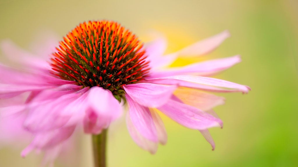 Echinacea Benefits, uses, side effects, and effectiveness