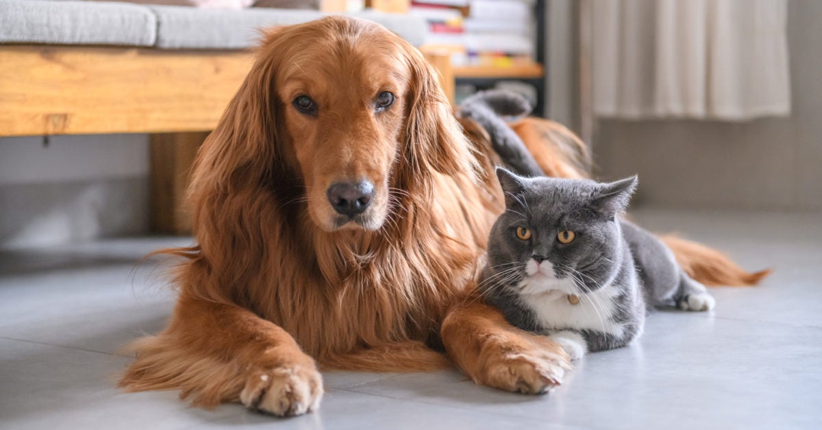 can feline aids be transmitted to dogs