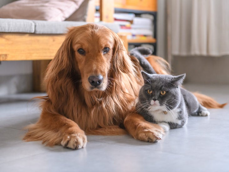 can cats spread leukemia to dogs