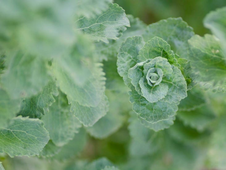 Is Stevia Safe For Pregnancy Is Stevia Safe During Pregnancy