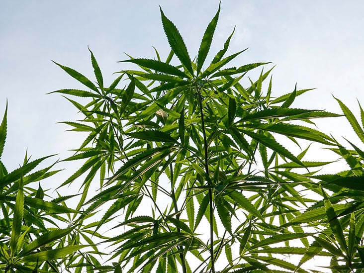 Marijuana strains: The best of indica, sativa, hybrid, and more