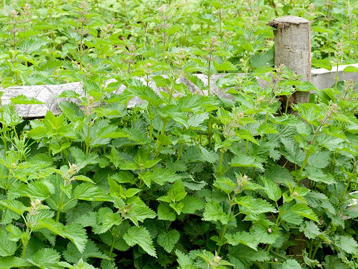 stinging-nettle-rash-symptoms-and-treatments