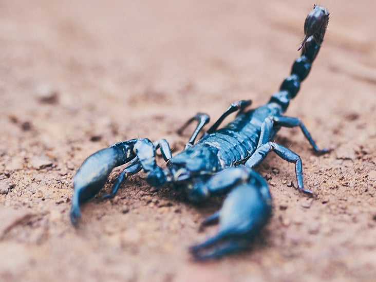 Scorpion sting: What to do, treatment, and when to seek help