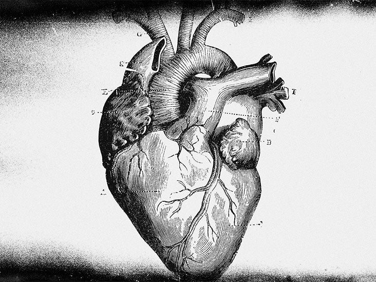 The Structure and Function of the Heart  Human STEAM