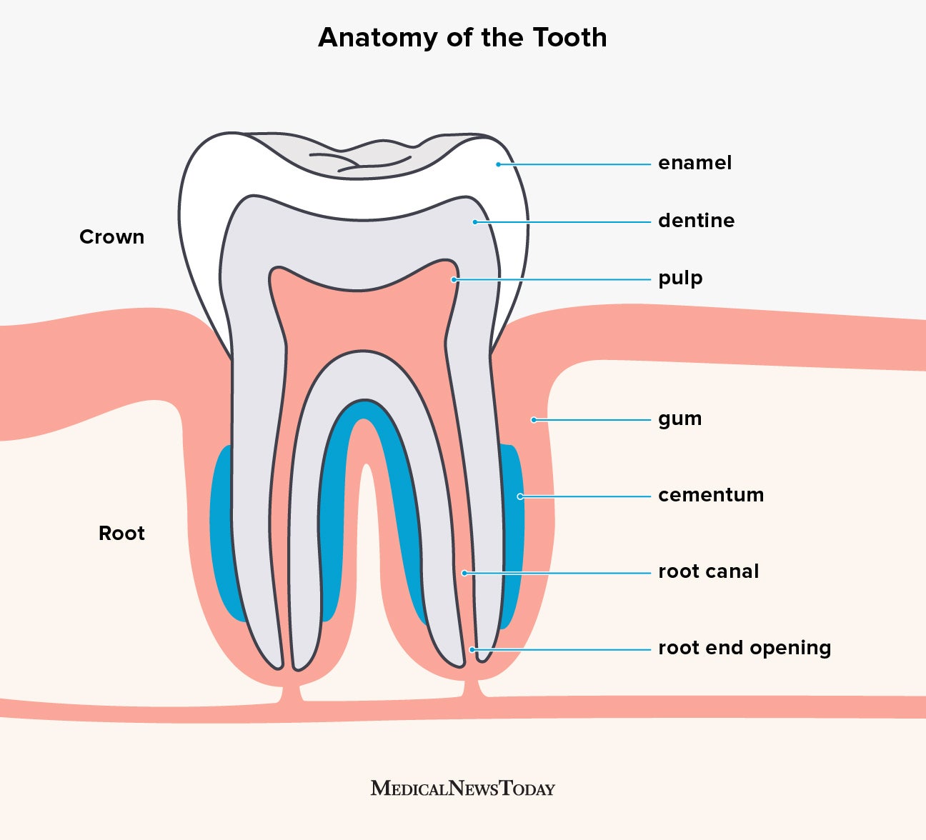 Parts Of Teeth Diagram