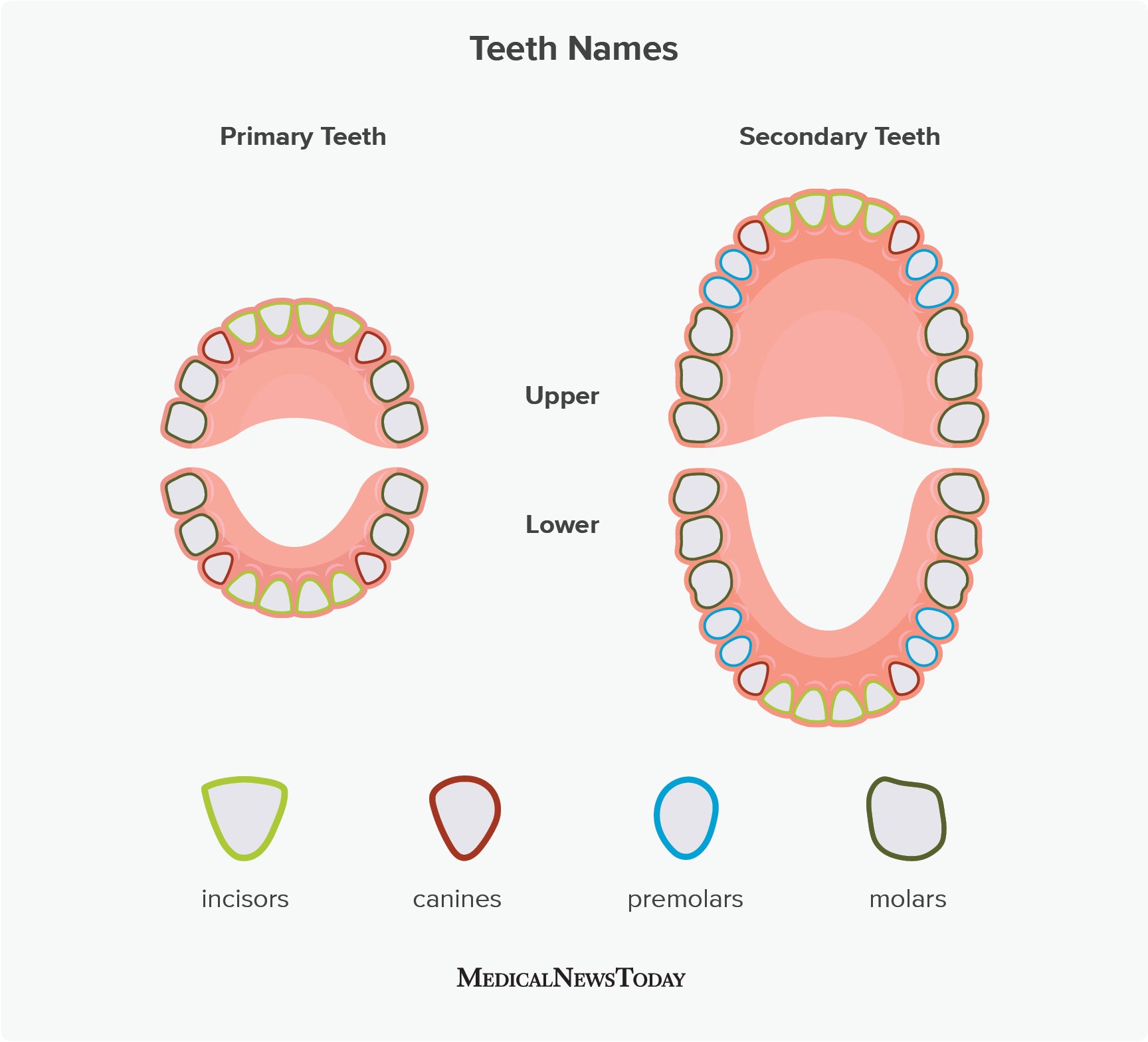 How many teeth do adults have? Anatomy and function