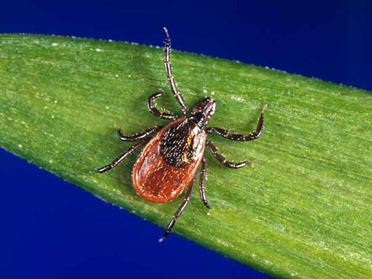 can brown dog ticks infect humans