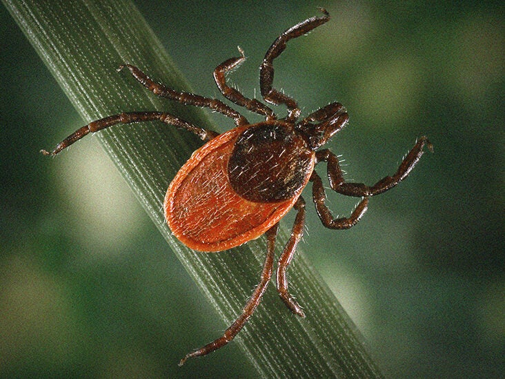 What are seed ticks, and are they dangerous?