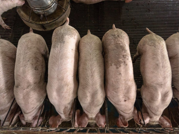 Newly Identified Swine Flu Could Become A Human Pandemic