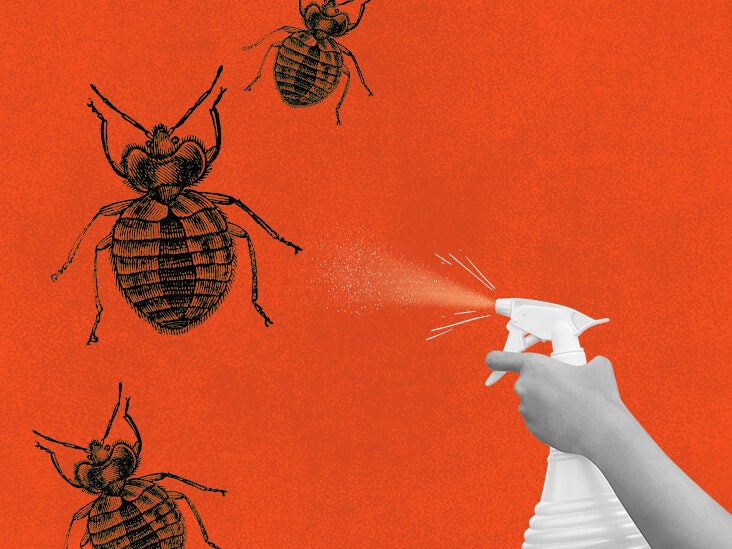 39++ Diy anti bed bug spray ideas in 2021 
