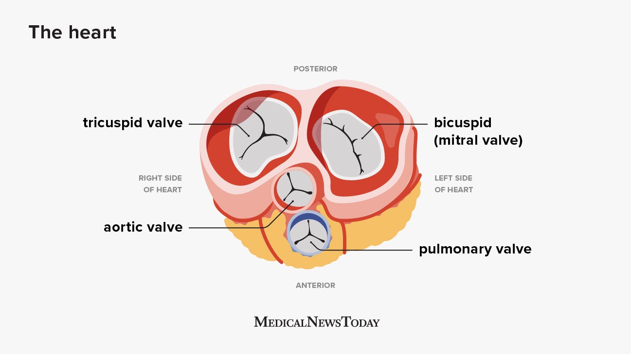 internal heart anatomy diagram