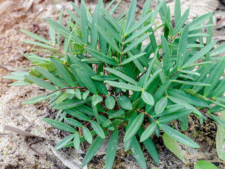 Naturally Thai - Tongkat Ali Powder - Eurycoma longifolia