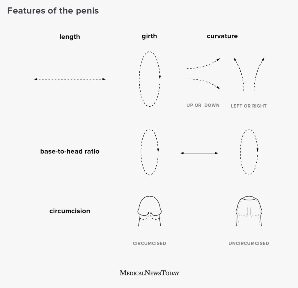 common penis shapes