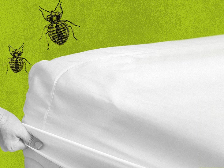 where to find bed bugs on mattress