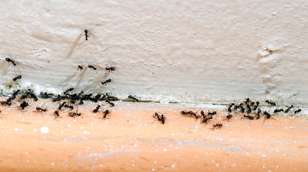 How to get rid of ants: 10 tips