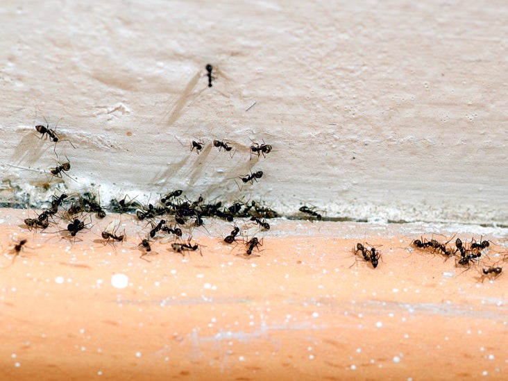 How To Get Rid Of Ants 10 Tips