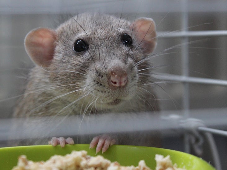 Mice with diabetes successfully treated with EMFs