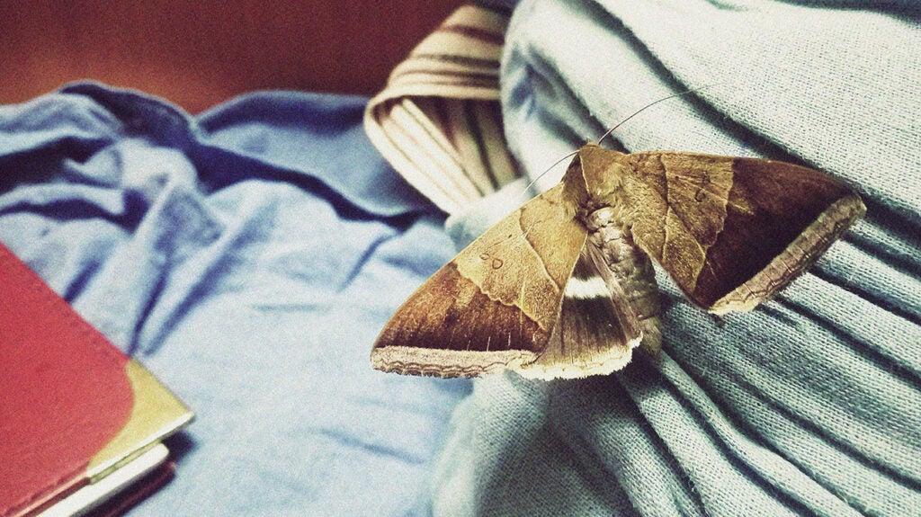 How to get rid of moths: 10 tips