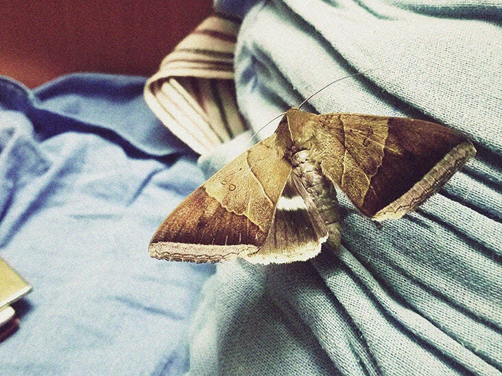 Common Clothes Moth Guide: How to Identify and Get Rid of These Pesky 
