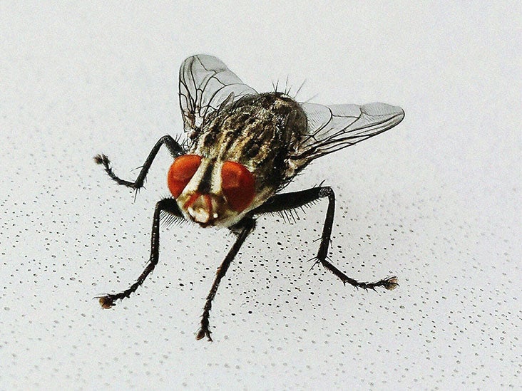 How to Get Rid of Houseflies at Home Naturally (10 EFFECTIVE SOLUTIONS) 