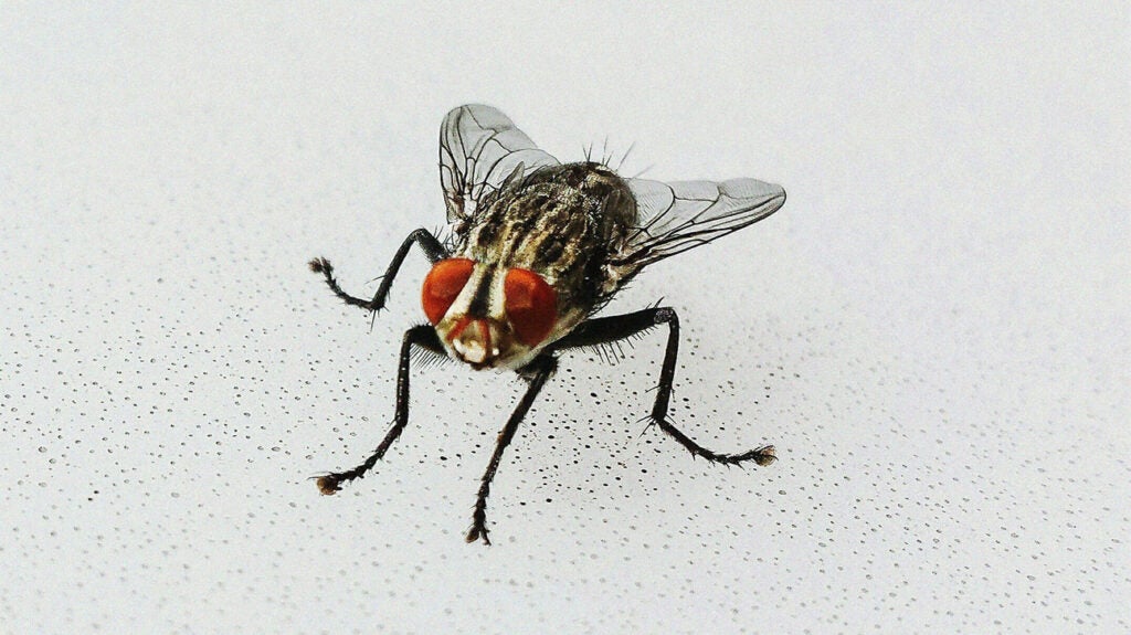 How to Get Rid of Flies Inside and Outside of Your House