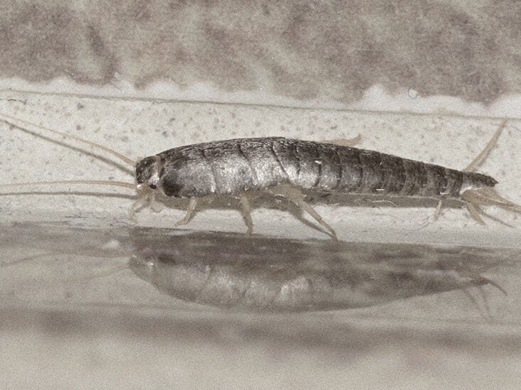 silverfish house centipede larva