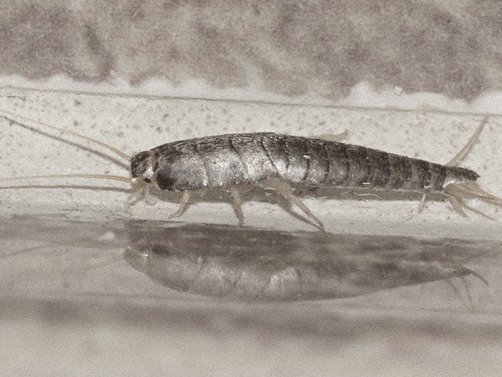 Silverfish: What they are, how to get rid of them, health risks
