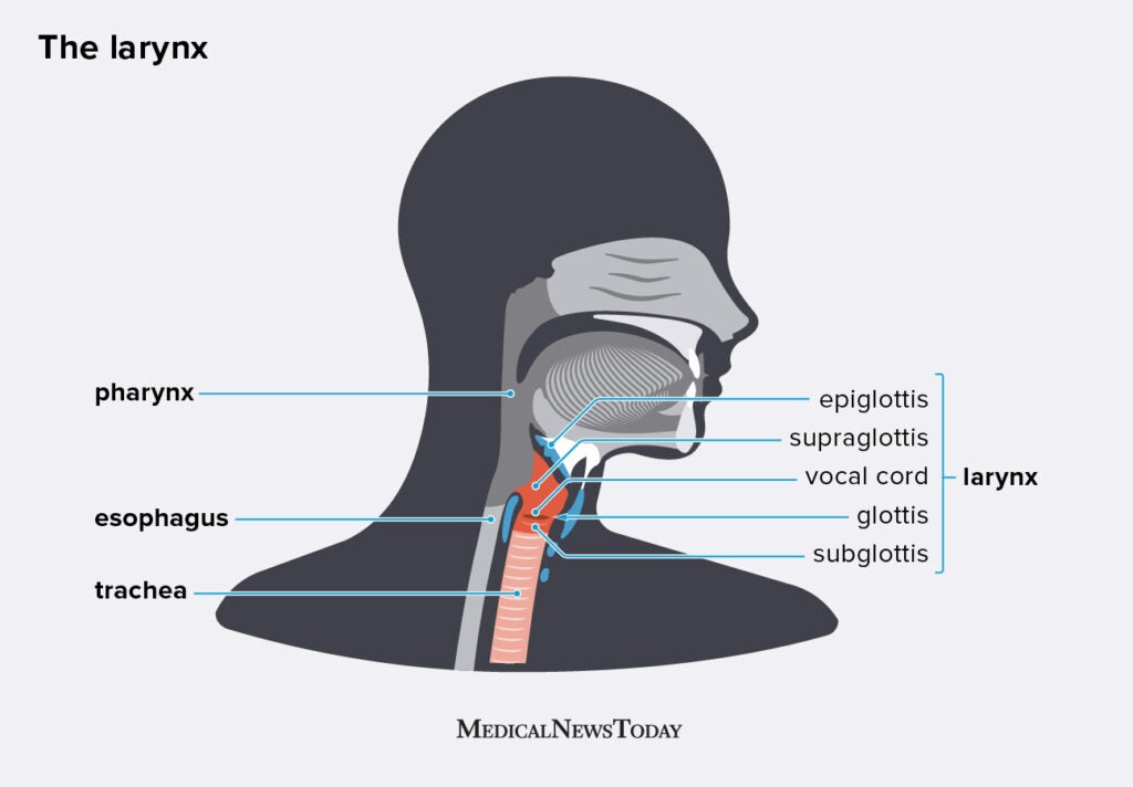 Updated Learning Pharynx And Larynx Diagram - vrogue.co