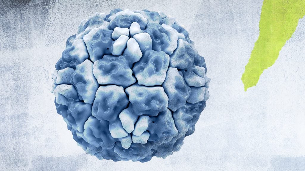 Could a common cold virus help fight COVID-19?