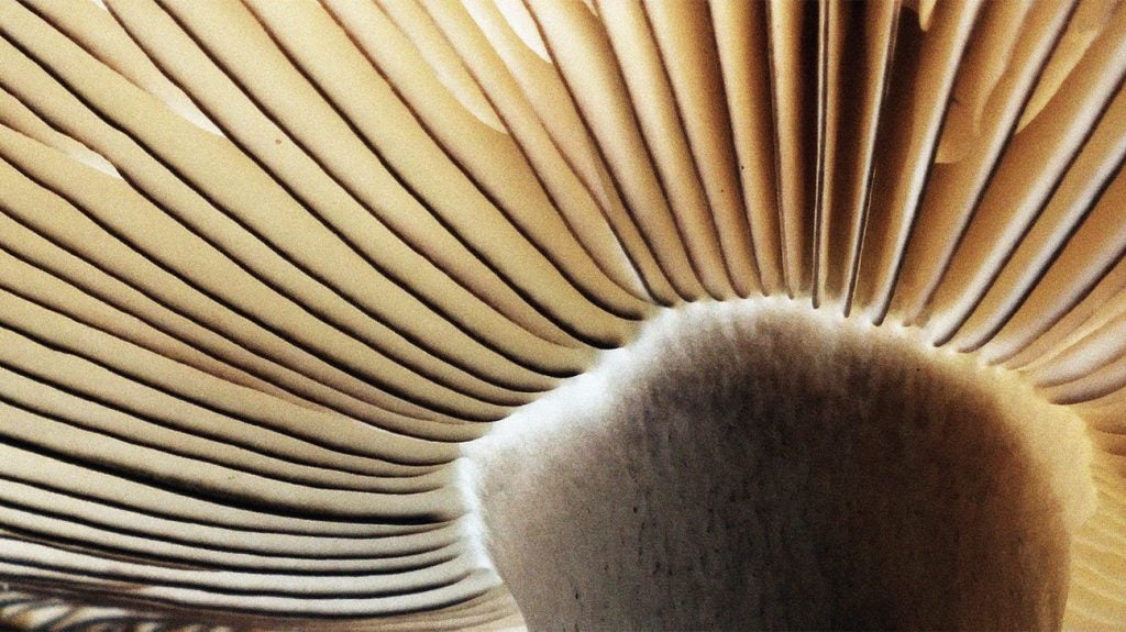 Cancer Could consuming mushrooms reduce the risk?