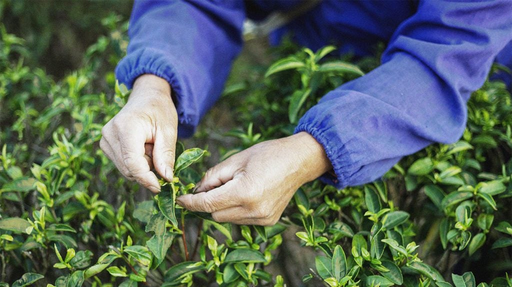 Matcha vs. green tea: Differences and benefits