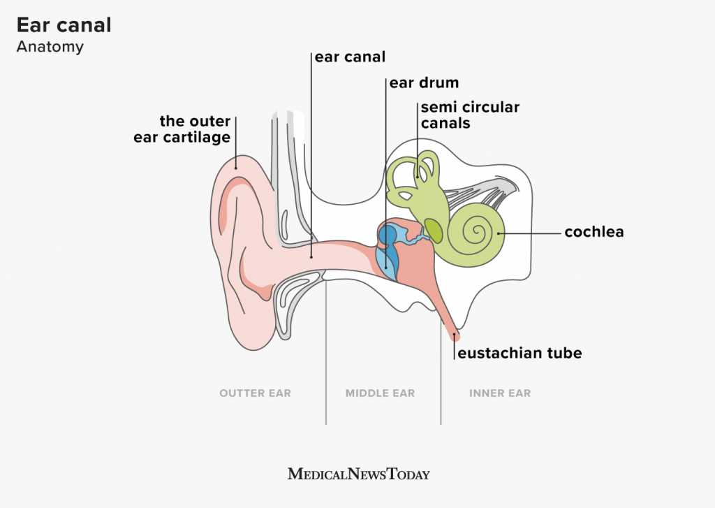 parts of human ear and their functions