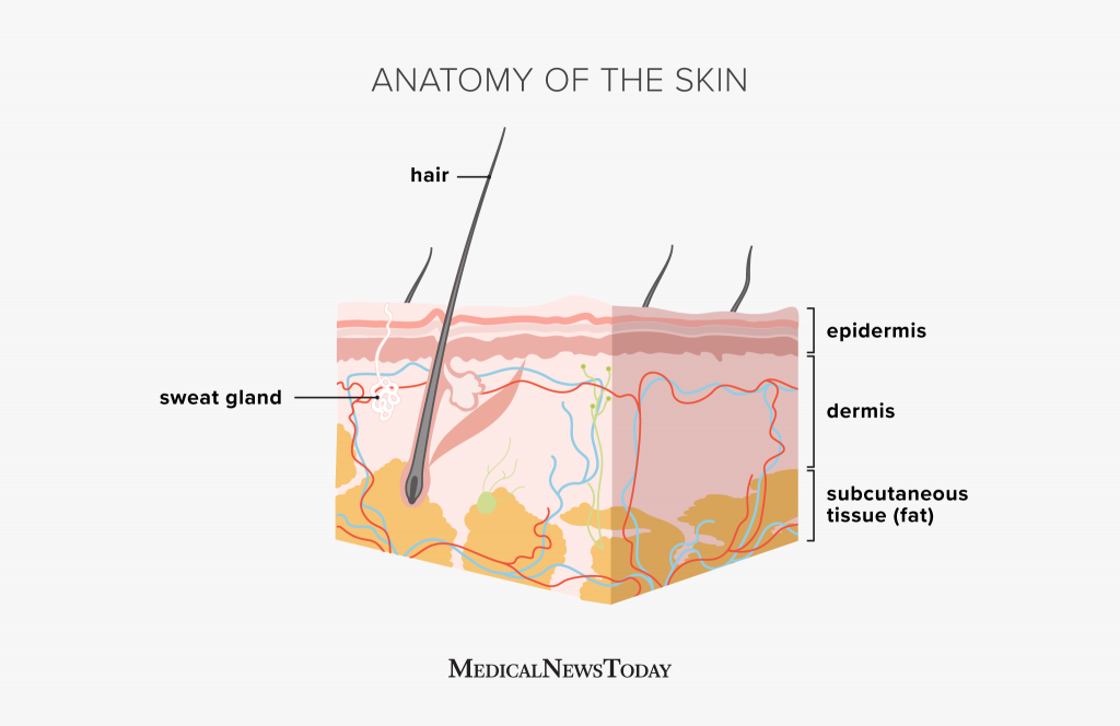 Skin layers epidermis dermis hypodermis Royalty Free Vector