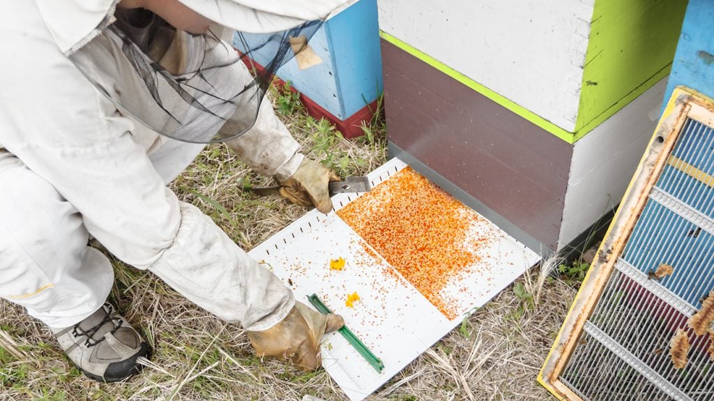 Qué significa beekeeping age en Inglés (US)?