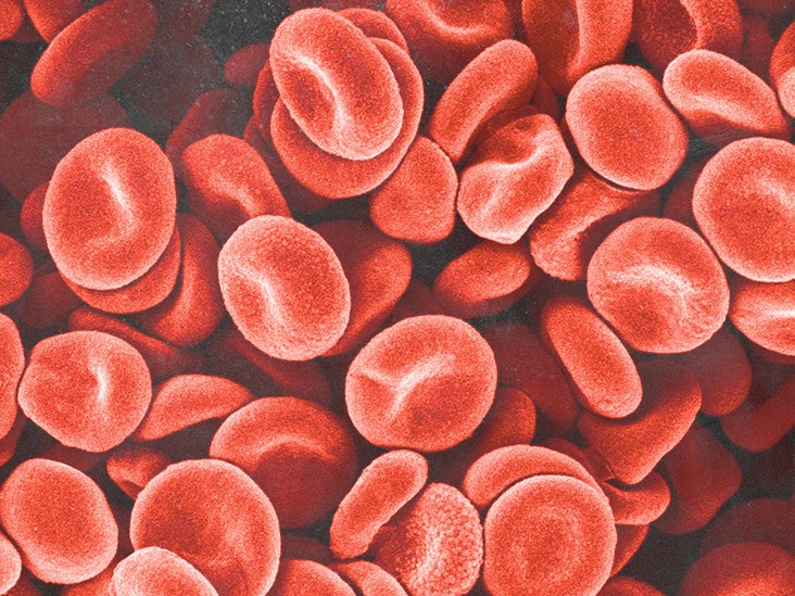 red blood cells and white blood cells and plasma