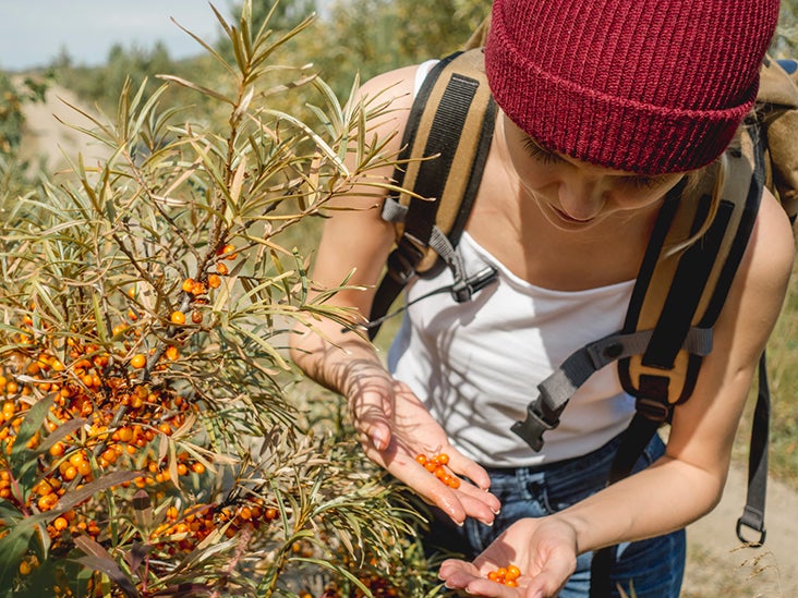 Sea buckthorn oil benefits for hair acne estrogen and more