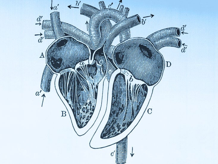 Heart Human body Anatomy Diagram Circulatory system heart angle white  mammal png  PNGWing