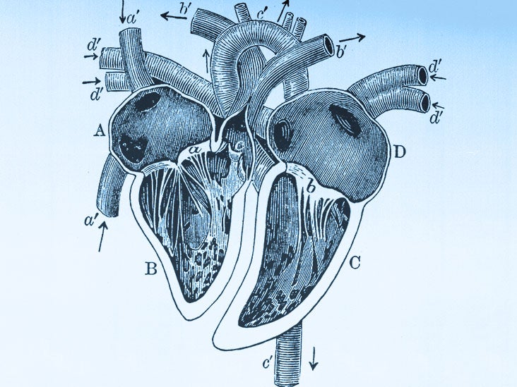 Download Heart Organ Biology RoyaltyFree Vector Graphic  Pixabay