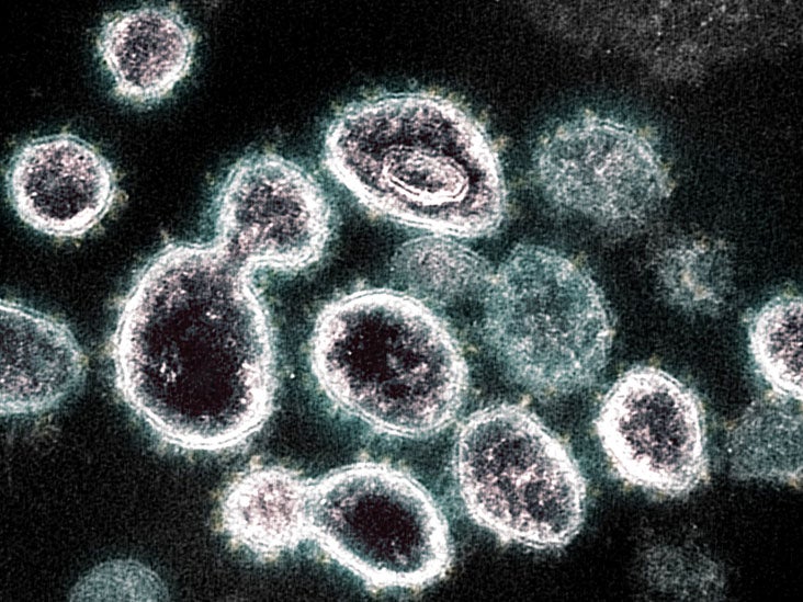 COVID19 Synthetic virus could ‘parasitize’ SARSCoV2