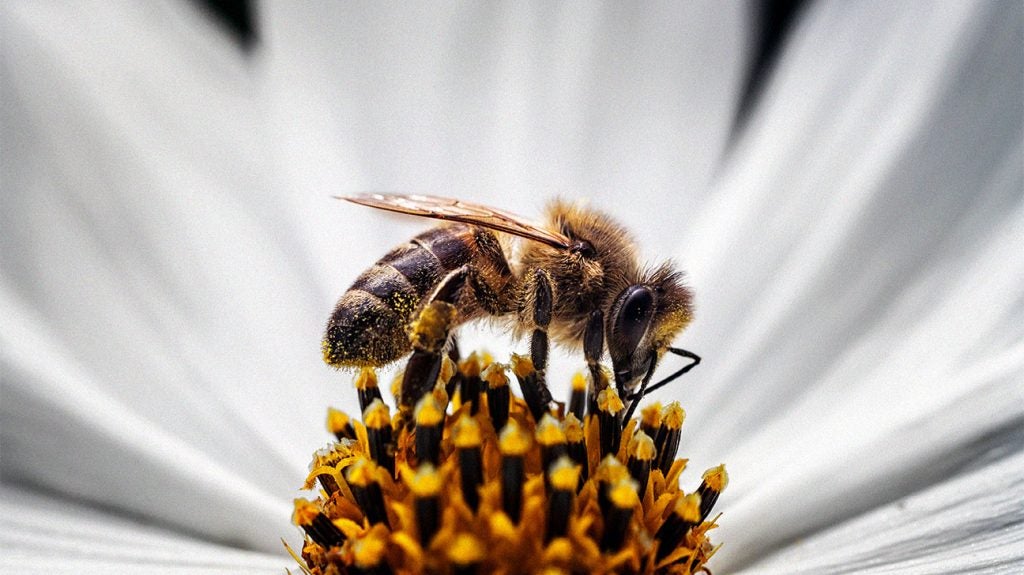 bee sting allergic reaction neck