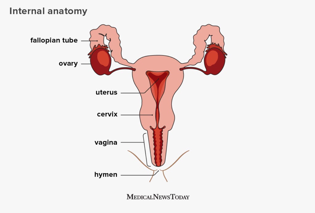 Female reproductive organ anatomy, parts, and function