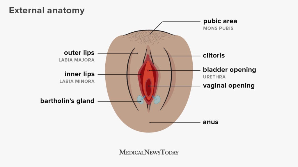 female reproductive system parts and functions