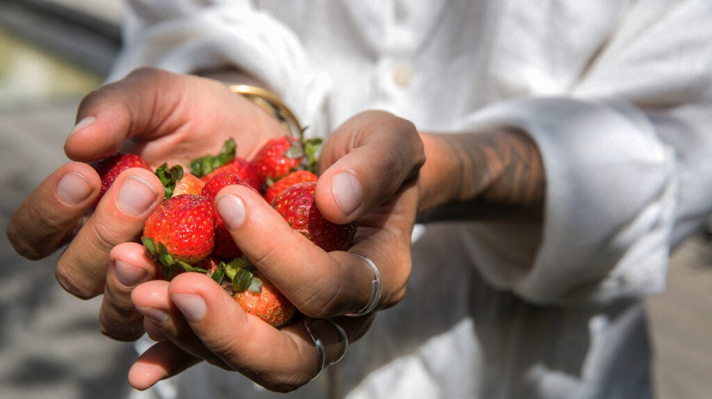 Berries may lower blood pressure with help from gut bacteria